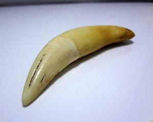 老虎牙图片大全,探寻大自然中的独特魅力